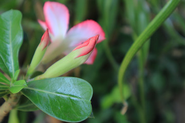 Beautiful azalea flowers in the garden.