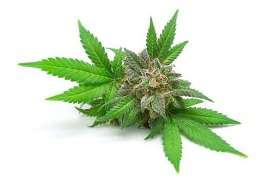Macro of Medical Marijuana Bud or Hemp Flower with Green Leaves Isolated on White Background