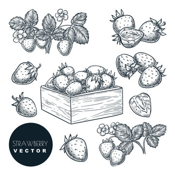 Strawberry berries sketch vector illustration. Sweet berries harvest in basket. Hand drawn garden agriculture and farm.
