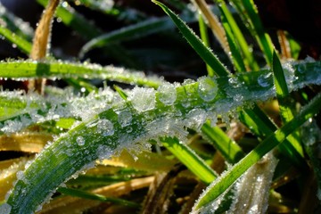 Green grass covered frozen drops of dew in sunlight