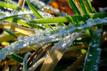 Green grass covered frozen drops of dew in sunlight