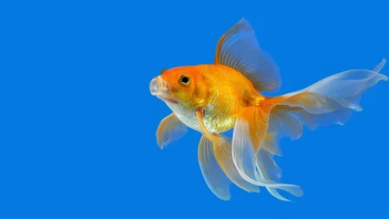 Fotobehang  Goldfish in an aquarium with an open mouth on a blue background. © Rbizon