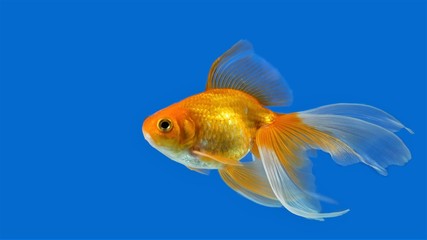 Goldfish on blue background.j