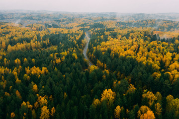 Obraz premium Road in the autumn forest aerial view