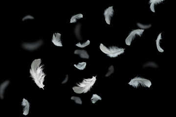 Feather abstract background, Soft white feathers floating in the dark, black background