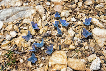 Male individuals of Common Blue Butterfly (Polyommatus icarus) gather at a wet spot on the ground, Three Peaks nature park in the Dolomites, Italy