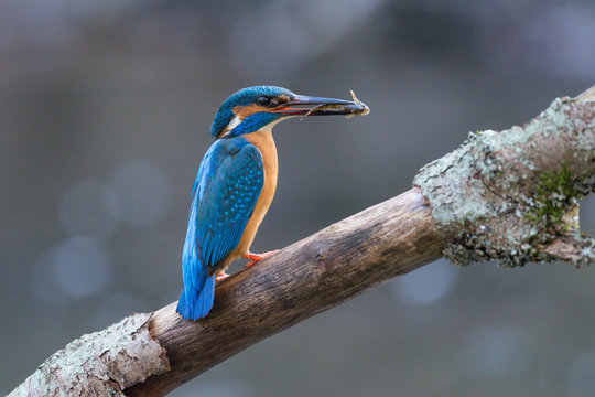 Eisvogel