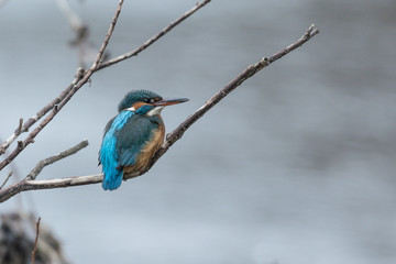 Eisvogel