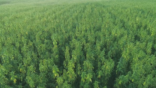 Aerial: Large Hemp Marijuana Field Drone Fly-Over
