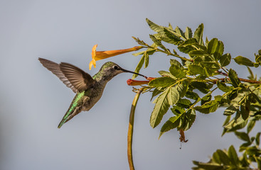 Costa's hummingbird feeding on flowers