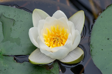 White water lilies in a mountain lake.