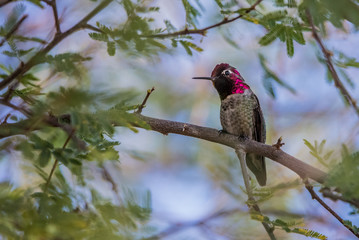 Costa's hummingbird feeding on flowers