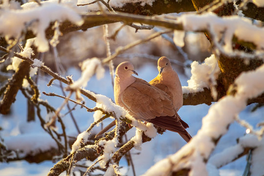 A pair of a collared doves on branch of snowy tree in winter