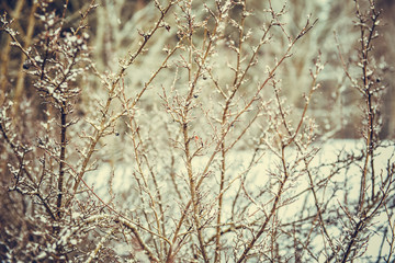 Fluffy snowflakes fall on tree branches in the park.