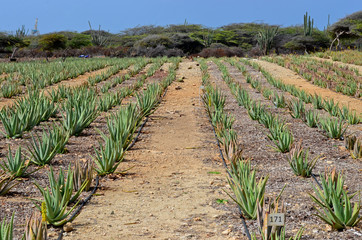 Campo de Aloe Vera en Aruba, Antillas Holandesas