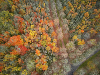 Aerial view of colorful autumn forest in Versailles, Paris, France