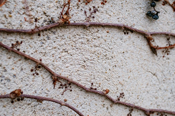old wall entwined with ivy
