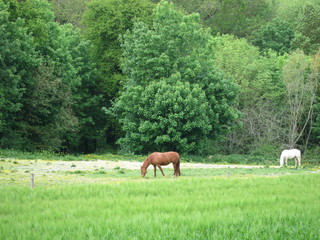 Naklejka premium Two horses