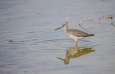 Yellowlegs fishing for food in pond 