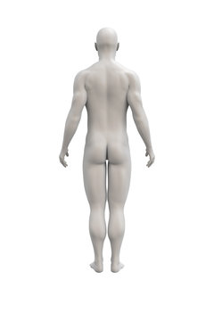 Female body anatomical illustration over a white background.