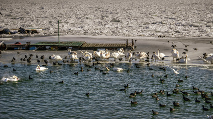 Swans, ducks and gulls on a frozen surface of the Danube River