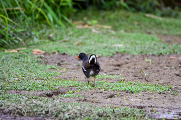  Gallinule poule d'eau Gallinula chloropus Poule d'eau, Gruiformes Rallidae