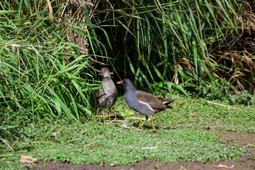  Gallinule poule d'eau et juvénile Gallinula chloropus Poule d'eau, Gruiformes Rallidae