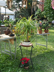 Flower market, plants for sale.