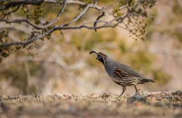 Gambel's quail in desert 