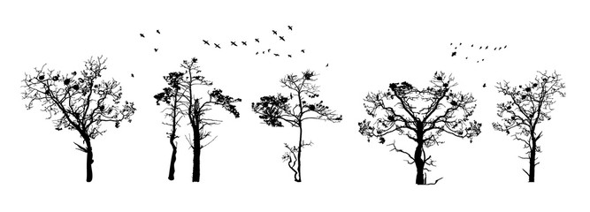 Tree silhouettes isolated on white background. Realistic set of trees silhouette. Black shape. Outline large dried trees with bare branches without leaves. Winter or autumn scenery. Stock vector