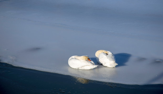 Two Mute Swans Sleeping On The Ice