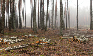 Area of illegal deforestation of vegetation in the forest.