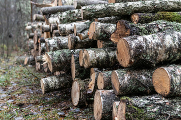 A pile of cut wood near the forest. Concept of forest felling, wood problem, ecology.