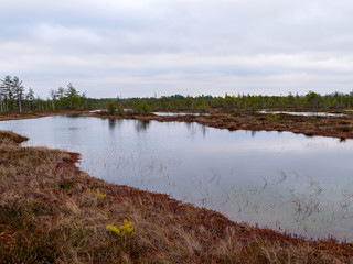 gloomy bog landscape, grass, moss and swamp pines