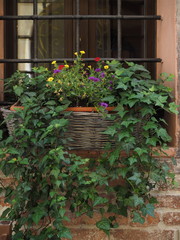 Window with flowerpot and ivy.