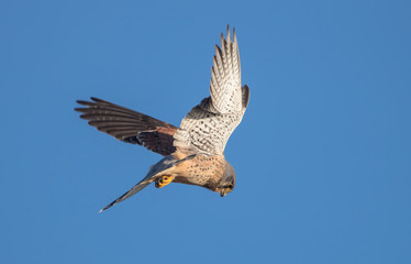 Kestrel Hovering