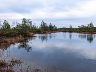 gloomy bog landscape, grass, moss and swamp pines