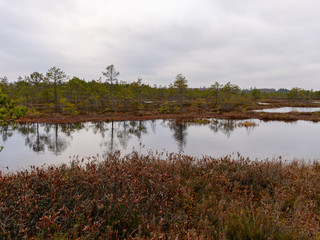 bog landscape with red mosses, small bog pines
