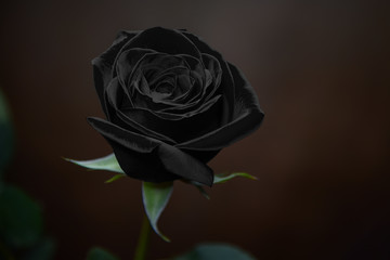 Black Rose Against Soft Brown Background