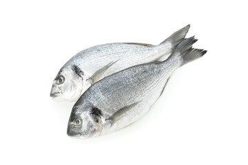 Fresh Dorado fishes isolated on white background