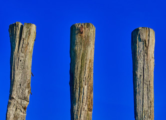 Weathered old dry wooden piles in front of a bright blue sky