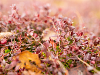 abstract image with bog plant fragments