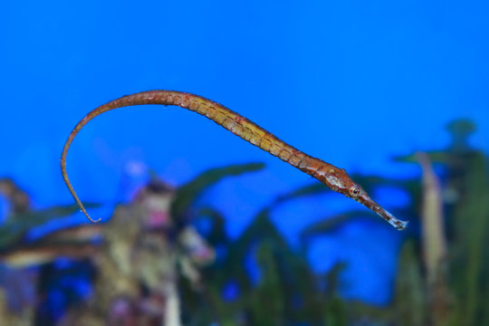 Longsnout pipefish (Syngnathus temminckii) in sea water
