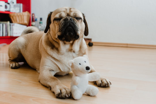 Little puggle dog playing on the floor with a white teddy bear toy