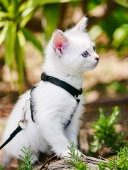 Curious little cat on a leash walking outside
