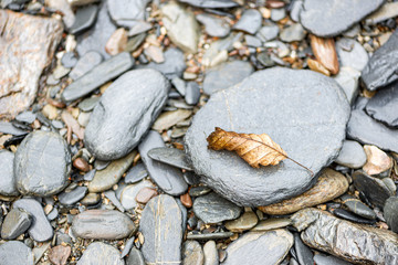 Fallen leaves in a forest