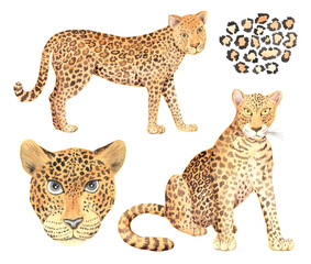 Watercolor wild leopard animal