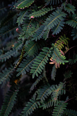 hojas de helecho en un arbol