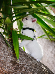 Little white cat standing on a tree