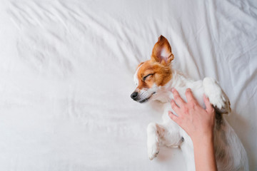 woman making cuddles to her cute small dog sleeping on bed. Love for animals concept. Lifestyle...